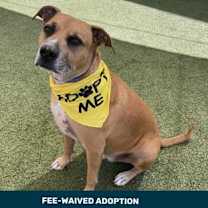 adopt-pet