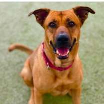 adopt-pet