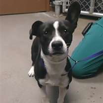 adopt-pet