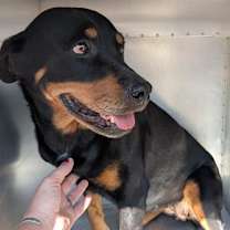 adopt-pet