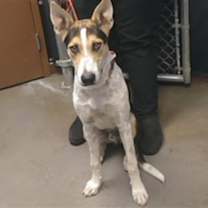 adopt-pet
