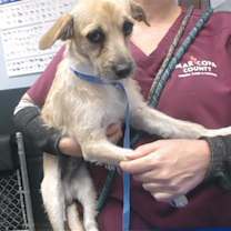 adopt-pet