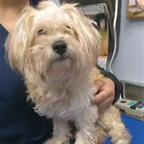 adopt-pet