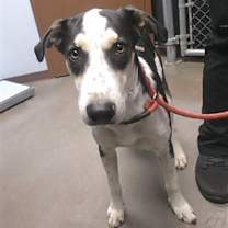 adopt-pet