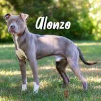 Thumbnail photo of Alonzo #2