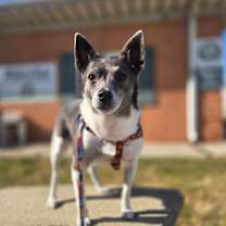 Thumbnail photo of Sir Ukulele #2