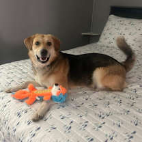 Thumbnail photo of QUEENIE #3