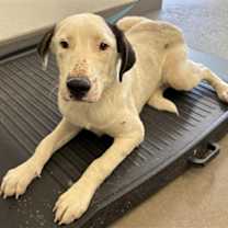 adopt-pet