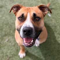 adopt-pet