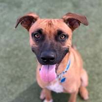 adopt-pet