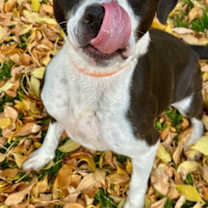 Thumbnail photo of Tux #3