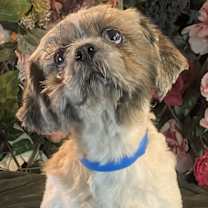 Thumbnail photo of Braxton #2