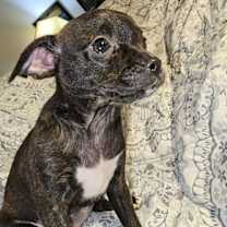 Thumbnail photo of Nox a Female Brindle Chihuahua mix puppy #1