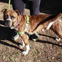 Thumbnail photo of Grady #3