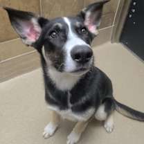 adopt-pet