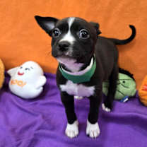 adopt-pet