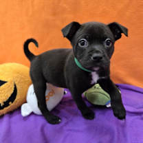 adopt-pet