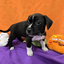 adopt-pet