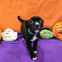 adopt-pet
