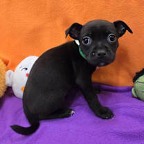 adopt-pet