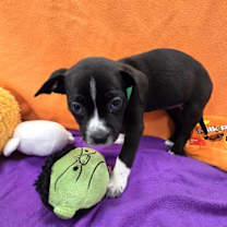 adopt-pet
