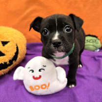adopt-pet