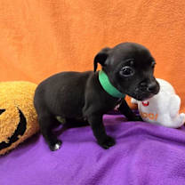 adopt-pet