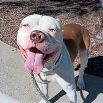 adopt-pet