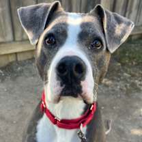 Thumbnail photo of Blue #1