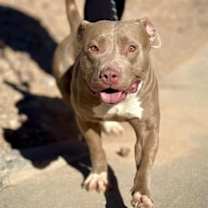 Thumbnail photo of Gravy* #1