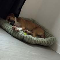 Thumbnail photo of Scooby #3