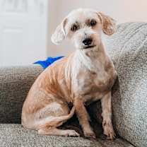 adopt-pet