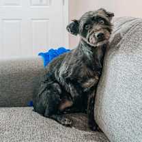 adopt-pet