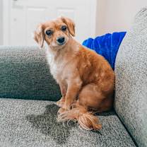 adopt-pet