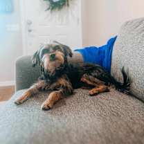 adopt-pet