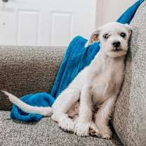 adopt-pet