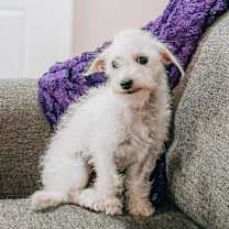adopt-pet