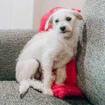 adopt-pet
