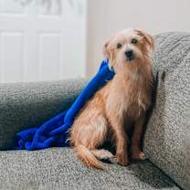 adopt-pet