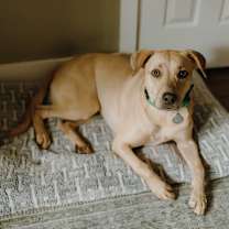 Thumbnail photo of Luna Boo #2