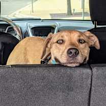 Thumbnail photo of Luna Boo #3