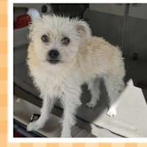 adopt-pet