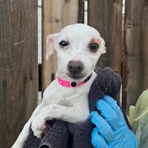 adopt-pet