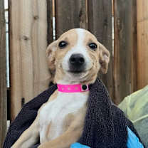 adopt-pet