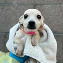 adopt-pet