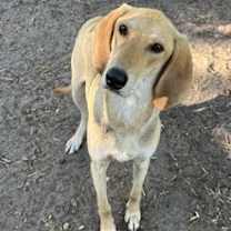 Thumbnail photo of Gumbo #1