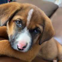 Thumbnail photo of Bridger #4