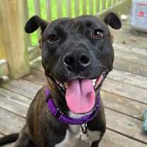 Thumbnail photo of Brie #2