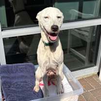 Thumbnail photo of Koda #2