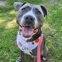 adopt-pet